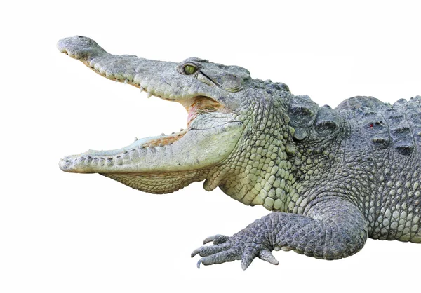 Um crocodilo com mandíbulas abertas — Fotografia de Stock