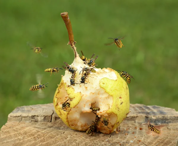 Die Bienen sammeln Birnenfrüchte süße Säfte — Stockfoto