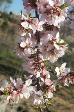 Almond Blossom, flourished, clipart