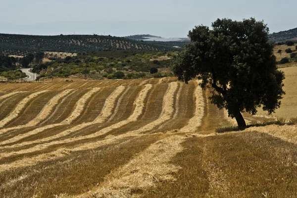 Campo colhido de aveia — Fotografia de Stock