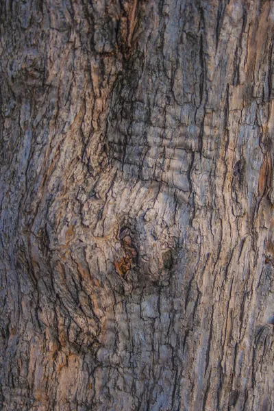 Textur trä stam — Stockfoto