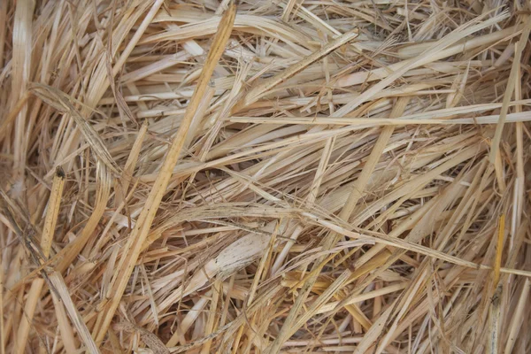 Зернові соломи текстури Ліцензійні Стокові Фото