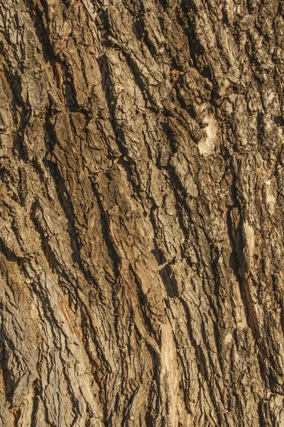텍스처 나무로 되는 간선 — 스톡 사진