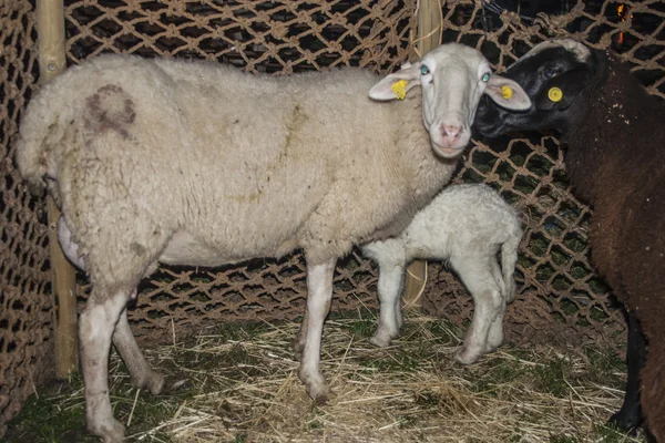 Sheep — Stock Photo, Image