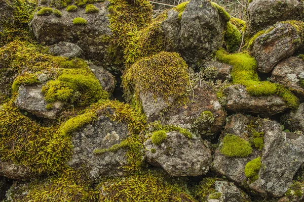 Bakgrunder och texturer, lavar, — Stockfoto