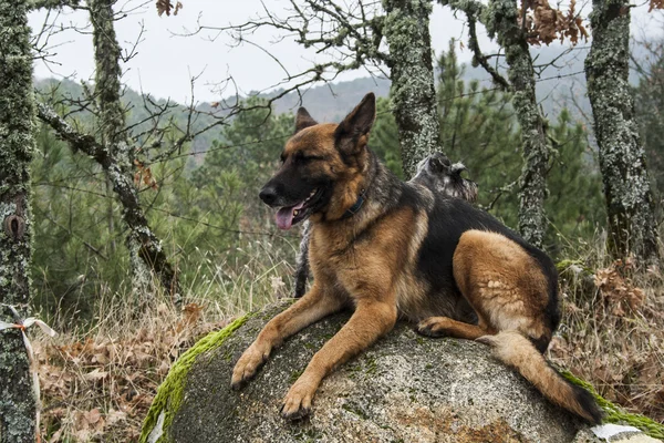 Alman çoban köpeği.