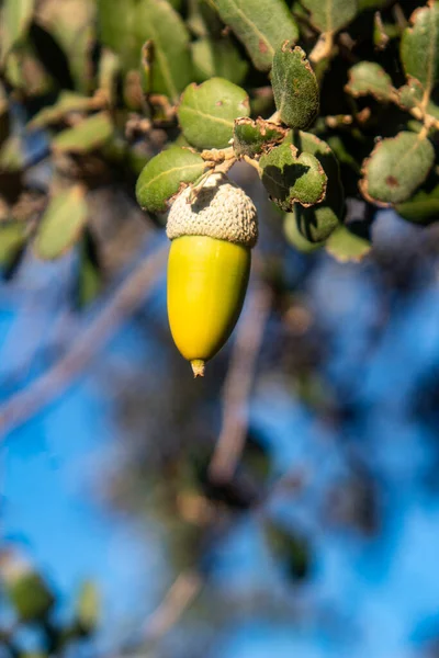 Owoce Żołędzi Dębu Jesienią — Zdjęcie stockowe