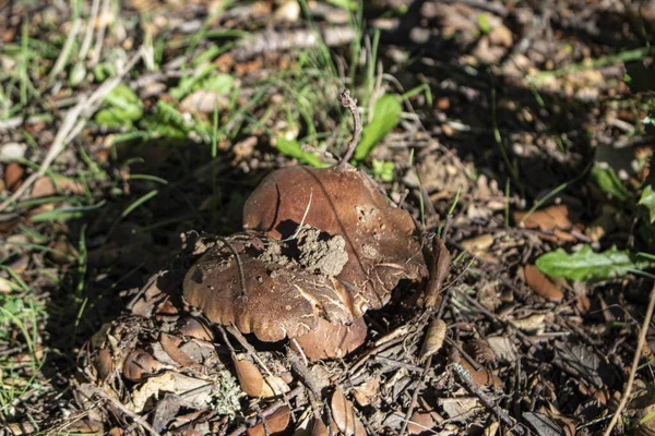 秋天田野里的大蘑菇 — 图库照片