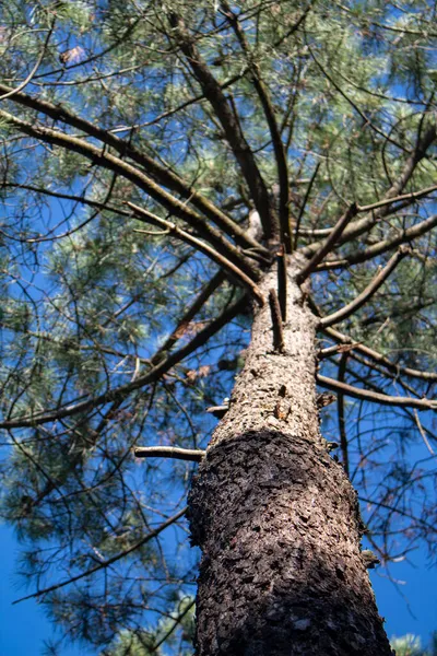 Stone Pine Rising Sky — Stock Photo, Image