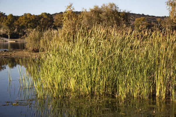 Rivera Bulrush Paisaje Otoño —  Fotos de Stock