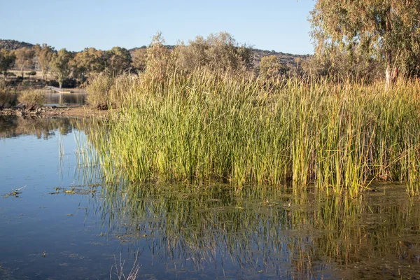 Rivera Bulrush Paisaje Otoño —  Fotos de Stock