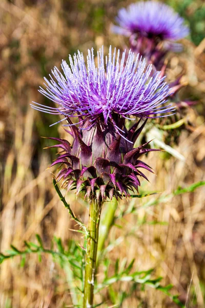 Milk Thistle Flower Field — Stock Photo, Image