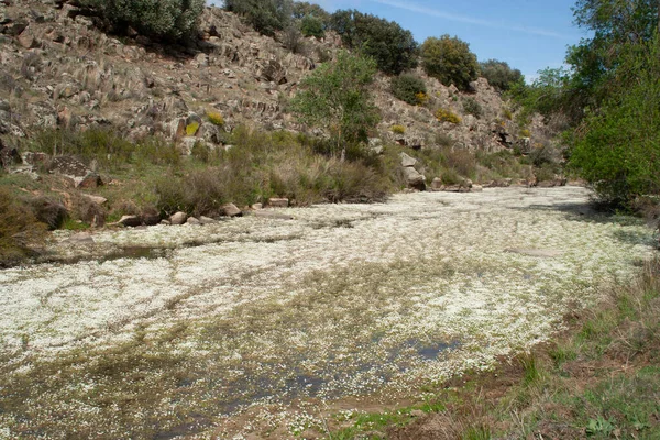 Grande Arbusto Das Árvores — Fotografia de Stock