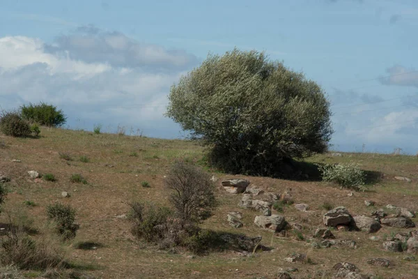 Vista Della Savana Alla Periferia Del Mar Mediterraneo Nel Nord — Foto Stock