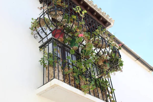 Tiro Botânico Bonito Casa Velha Com Flores Plantas — Fotografia de Stock