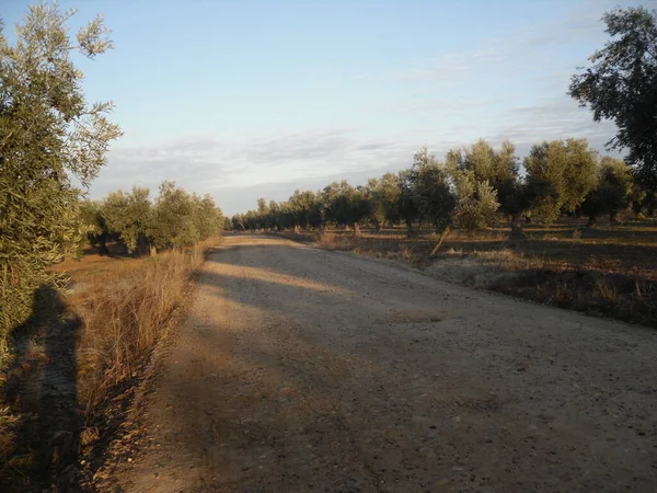 Los Navalucillos Dağlarında Kırsal Yol — Stok fotoğraf