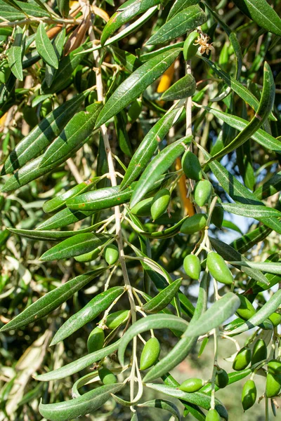 Olives Vertes Fraîches Sur Les Branches Dans Jardin Dans Nature — Photo