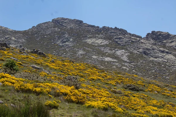 Sierra Gredos Táj Sárga Seprűk Virágokkal Hegyvidéki Táj Hegyekben — Stock Fotó