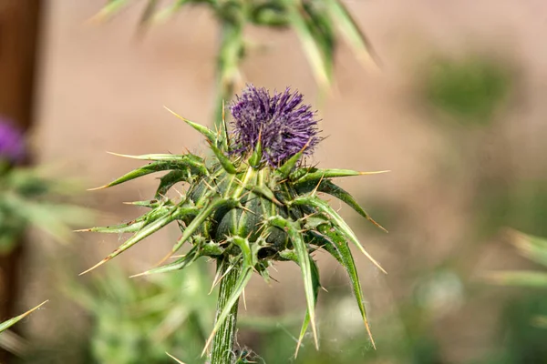 Insect thistle Stock Photos, Royalty Free Insect thistle Images