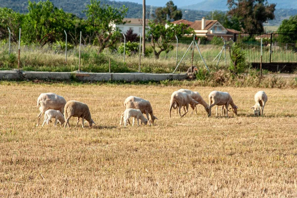 Rebanho Ovinos Pastando Campo — Fotografia de Stock