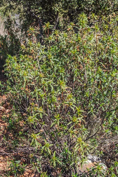 公園の地面にある緑の苔 — ストック写真