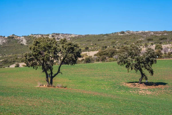 Spanya Dağlarında Zeytin Koruluğu — Stok fotoğraf