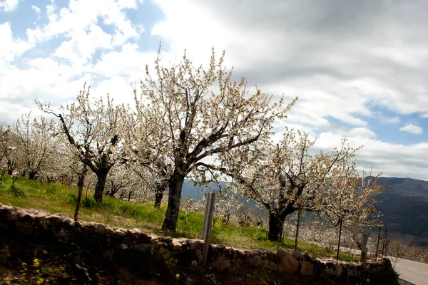 Třešně Květu Jerte Valley Extremadura Španělsko — Stock fotografie