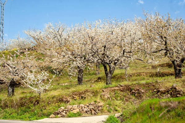 Kiraz Ağacı Çiçeği Beyaz Gökyüzü Arka Planı Doğa Tarım — Stok fotoğraf