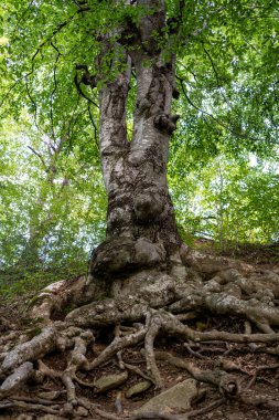 Yüzeyde birbirine dolanmış eski ağaç kökleri. Yaklaş.
