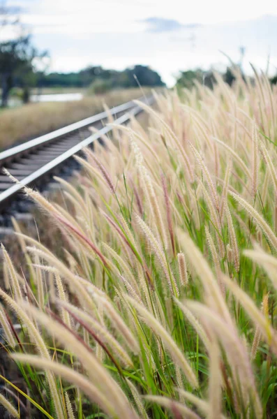 Foxtail weed and railway in the nature — Stock Photo, Image