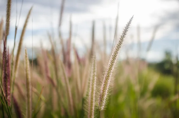 Foxtail onkruid in de natuur — Stockfoto