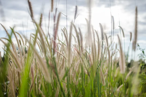 Erva daninha Foxtail na natureza — Fotografia de Stock