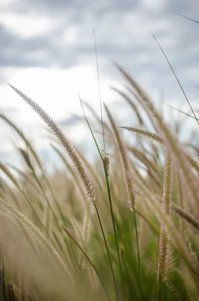 Erva daninha Foxtail na natureza — Fotografia de Stock