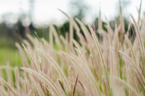 Erba di coda di volpe nella natura — Foto Stock