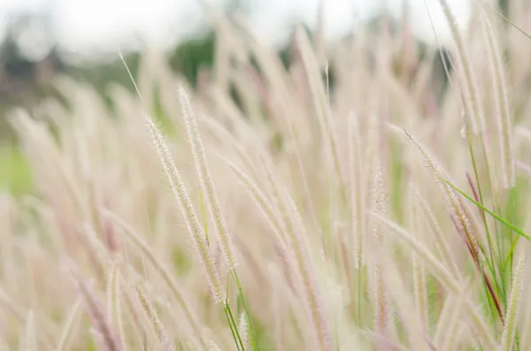 Mauvaise herbe Foxtail dans la nature — Photo