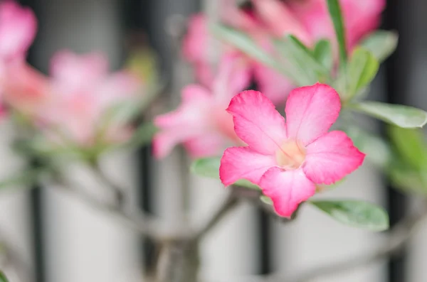 Azalea bloemen in thailand — Stockfoto