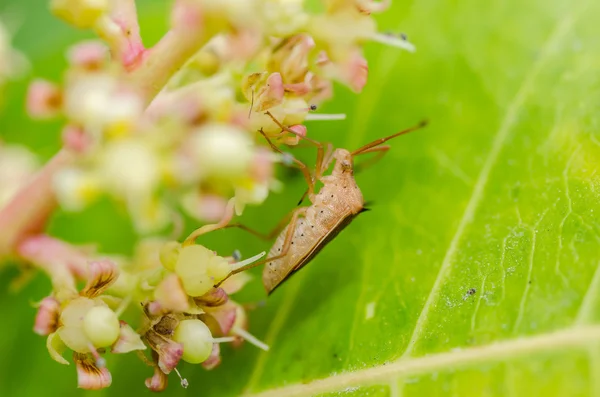 Hemiptera i naturen — Stockfoto