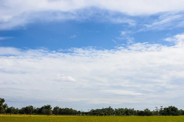 Äng och blå himmel — Stockfoto