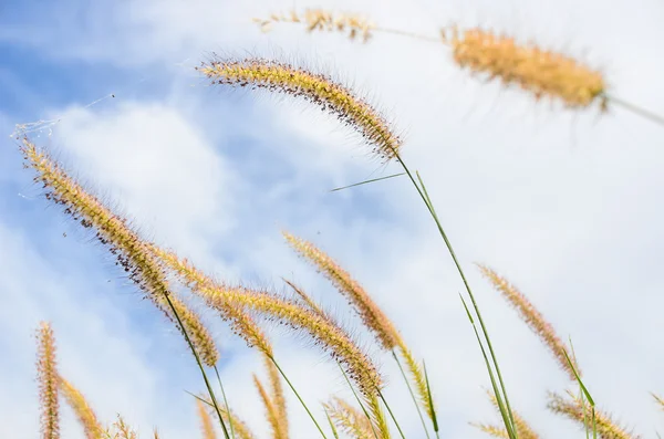 Mauvaise herbe Foxtail dans la nature — Photo