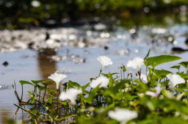 sabah zafer ve nehir