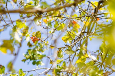 yeşil yaprakları ve ağaç dalları