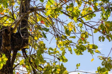 yeşil yaprakları ve ağaç dalları