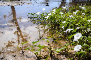 sabah zafer ve nehir