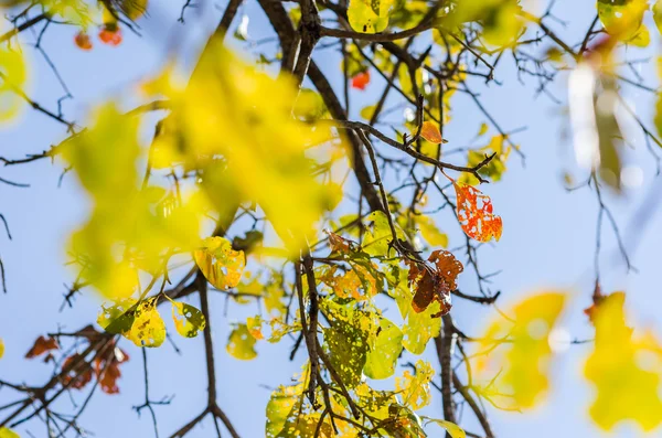 Gröna blad och trädgrenar — Stockfoto