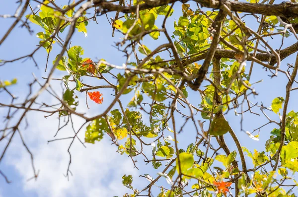 Gröna blad och trädgrenar — Stockfoto