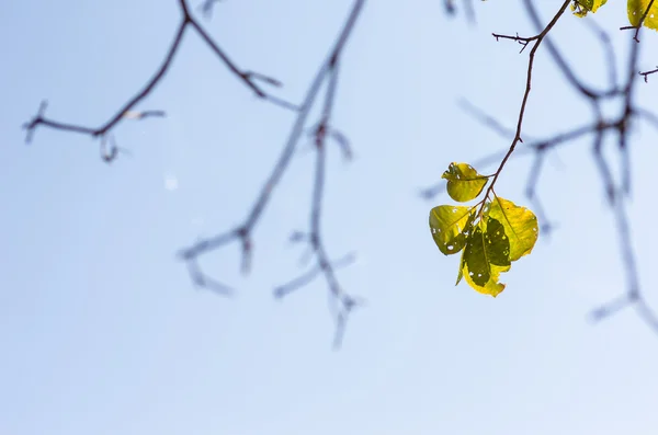 Groene bladeren en takken — Stockfoto