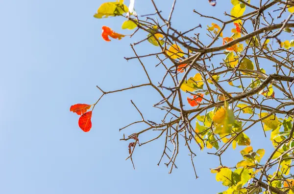 Zöld levelek, és a fa ágai — Stock Fotó