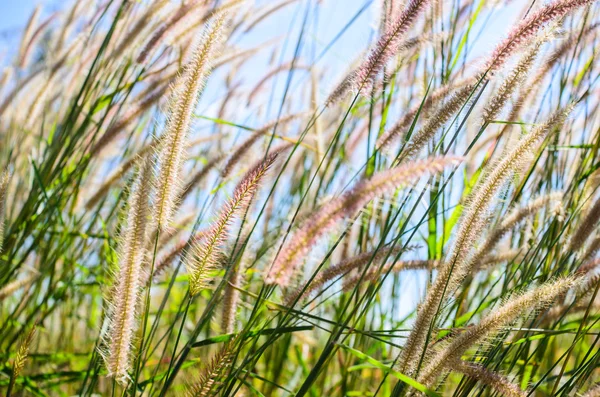 Foxtail weed in the nature — Stock Photo, Image