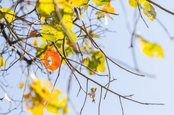 Gröna blad och trädgrenar — Stockfoto