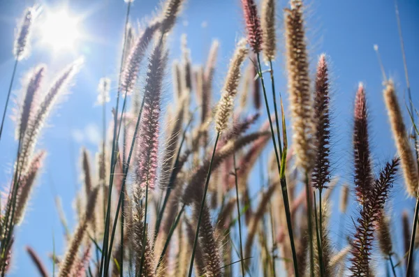 Mauvaise herbe Foxtail dans la nature — Photo